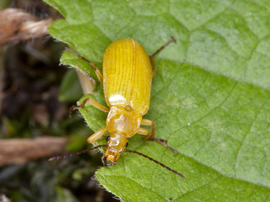 Cteniopus sulphureus, Tenebrionidae Alleculinae